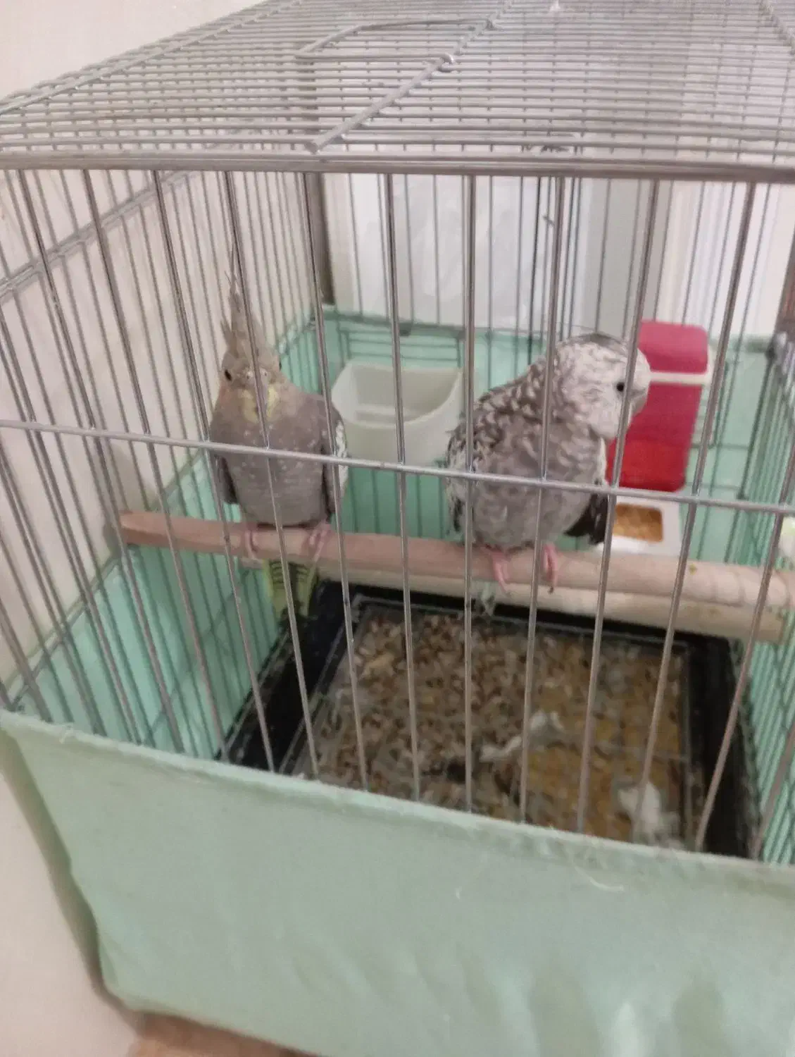 دو عدد عروس هلندی همراه قفس|پرنده|پاکدشت, حصار امیر|دیوار