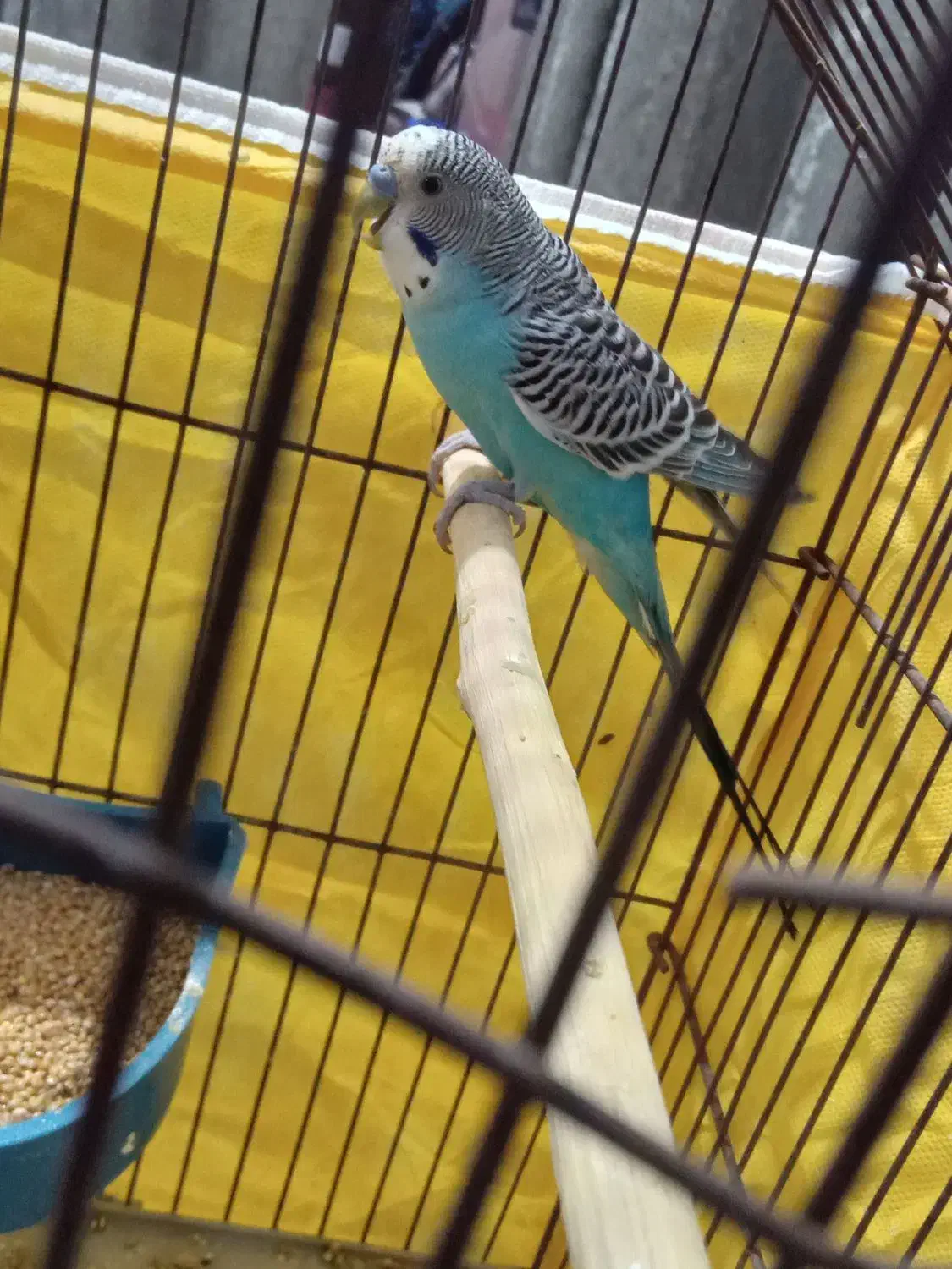 مرغ عشق معاوضه با کبوتر|پرنده|خرمشهر, |دیوار