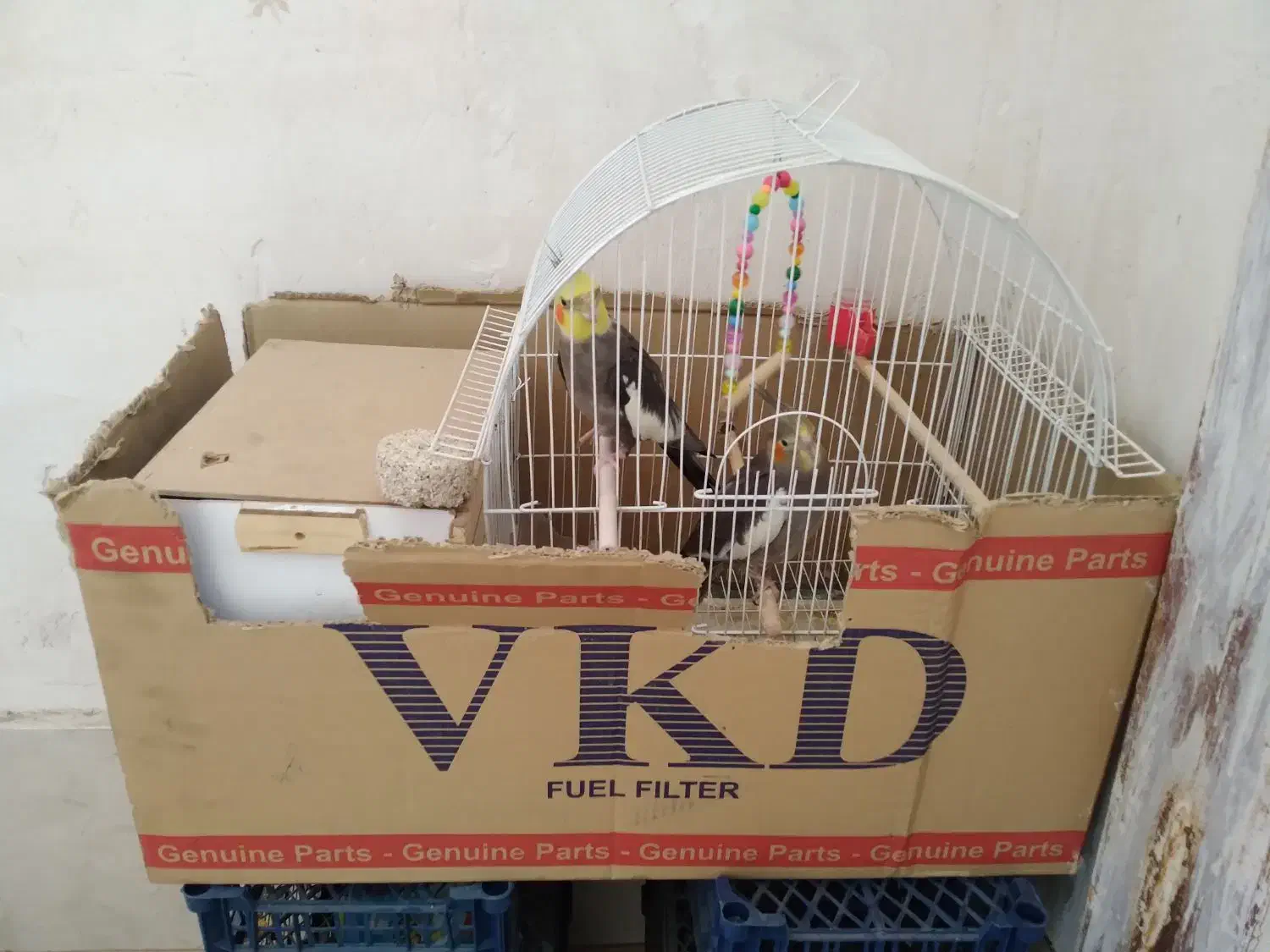 عروس هلندی|پرنده|نورآباد, |دیوار