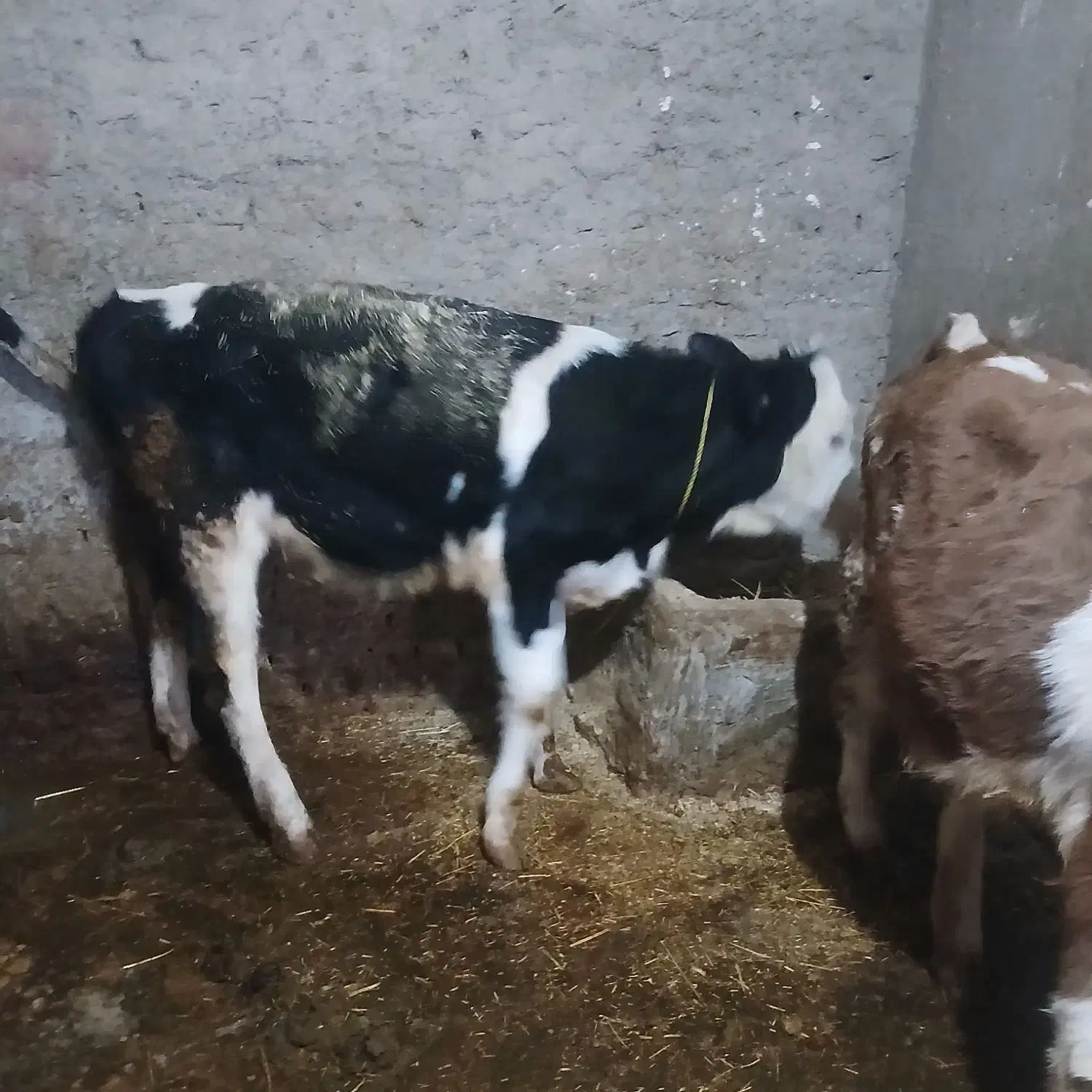 گاو|حیوانات مزرعه|بروجرد, |دیوار