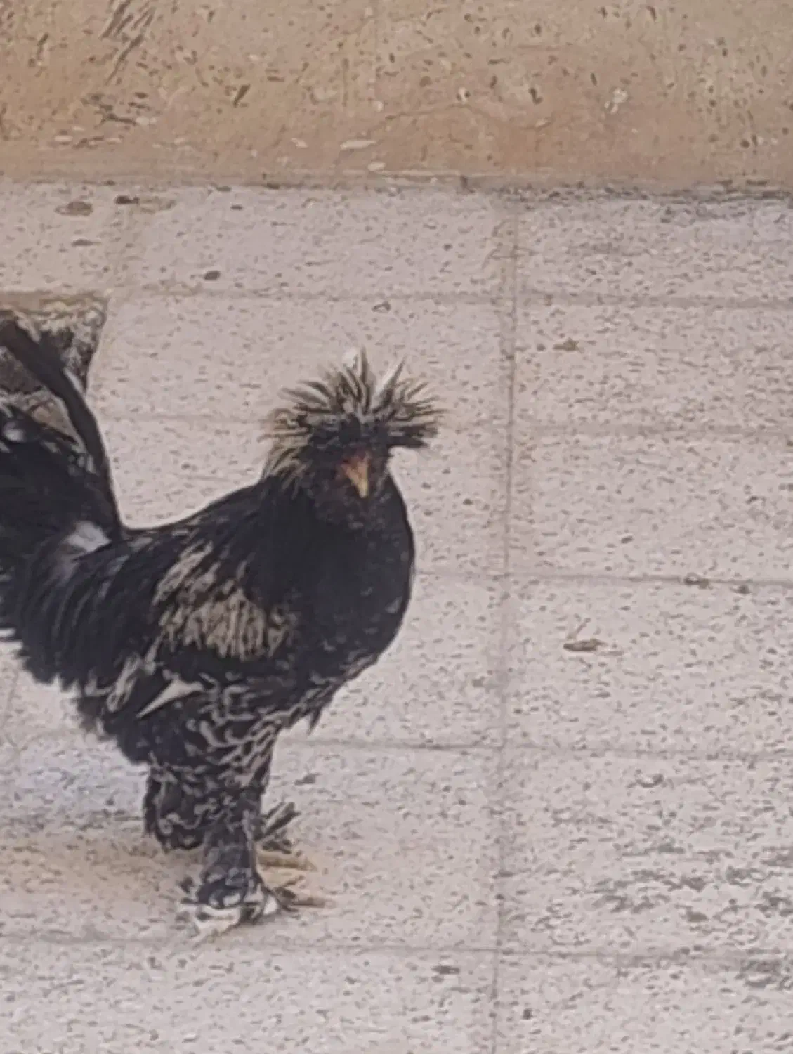 فروش مرغ|پرنده|یزدان شهر, |دیوار