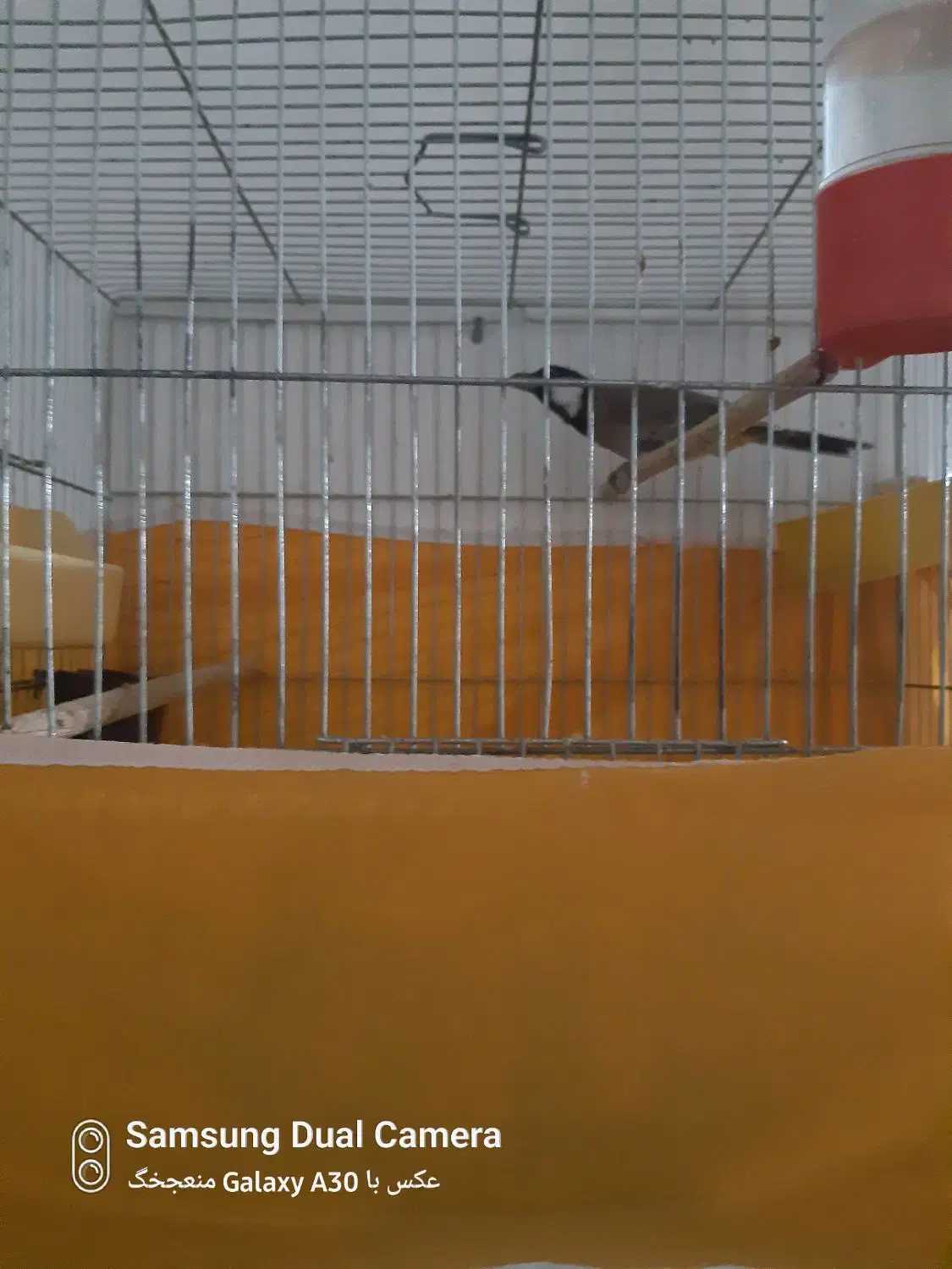 قناری|پرنده|اصفهان, قهاب جنوبی|دیوار