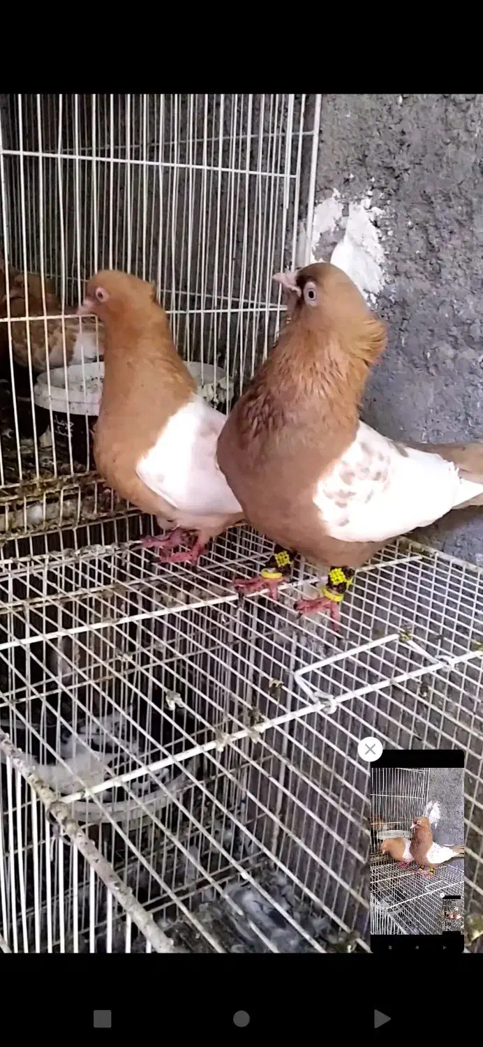 کبوتر گرفتنی صید بار کبوتر|پرنده|نیشابور, کوی یغما|دیوار