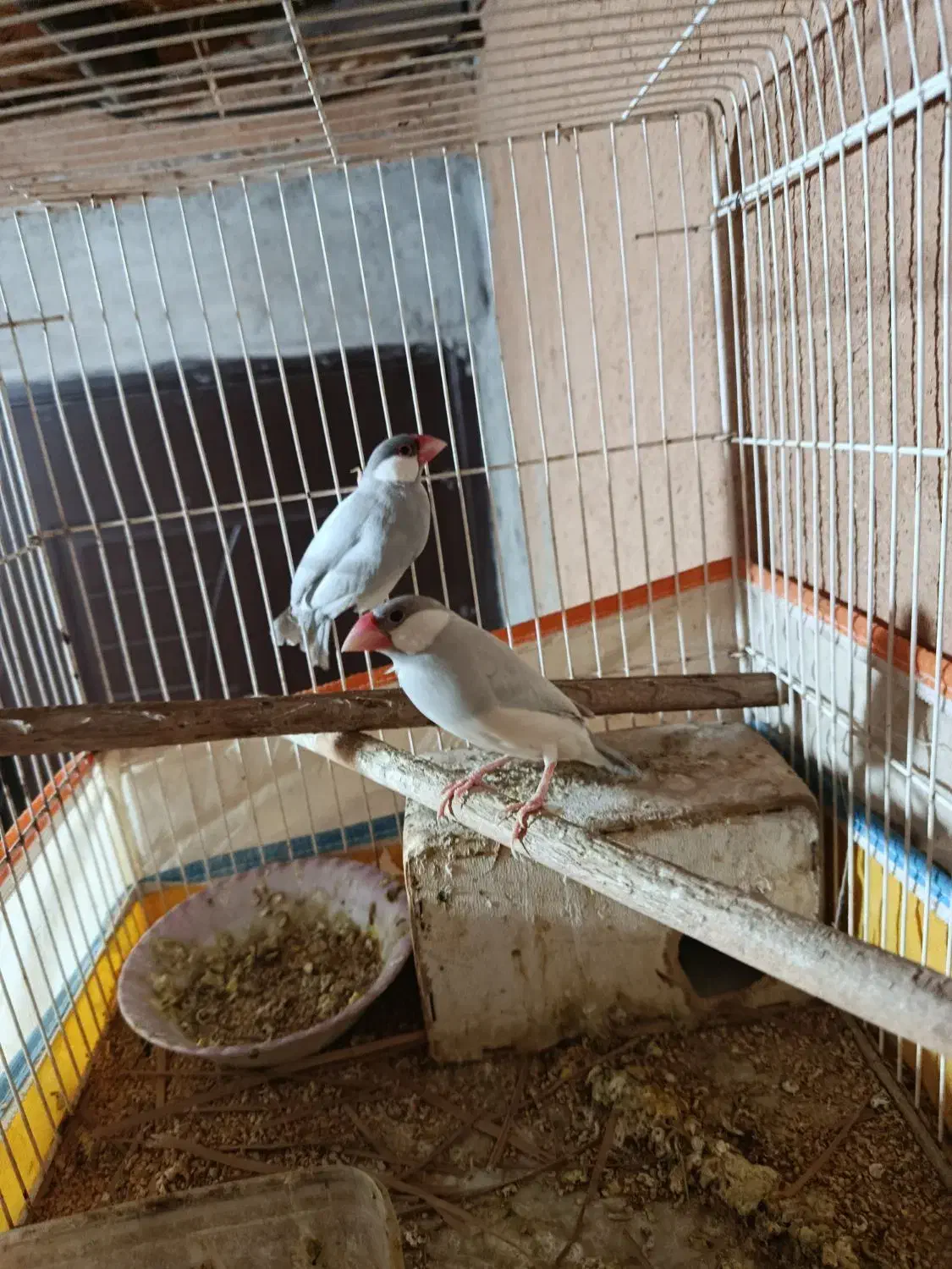 فنچ مصری|پرنده|بوشهر, |دیوار