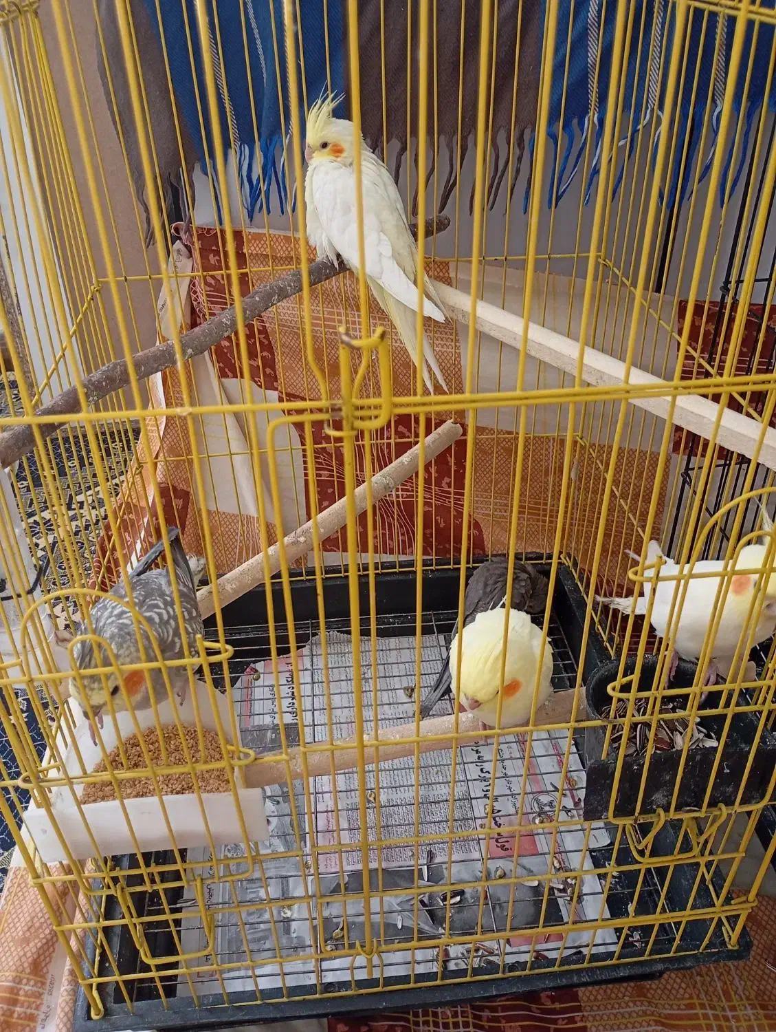 طوطی عروس|پرنده|هشتگرد, هشتگرد قدیم|دیوار