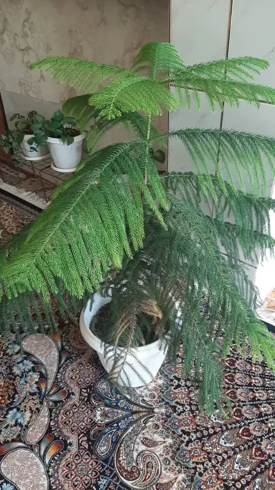 کاج مطبخ(گل اپارتمانی)|گل و گیاه طبیعی|فلاورجان, |دیوار