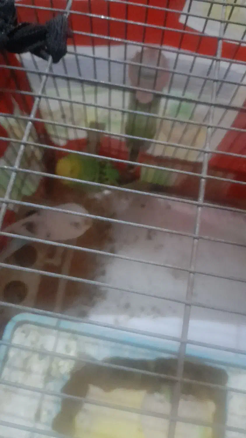 پرنده|پرنده|قدس, شهر‌قدس|دیوار