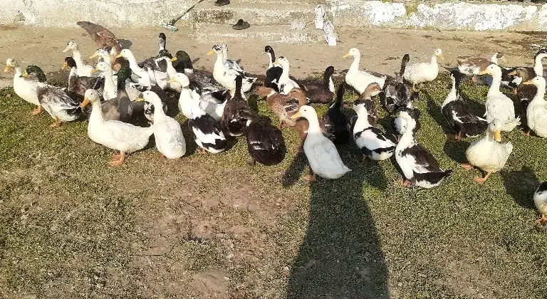 اردک گوشتی|حیوانات مزرعه|رضوانشهر, |دیوار