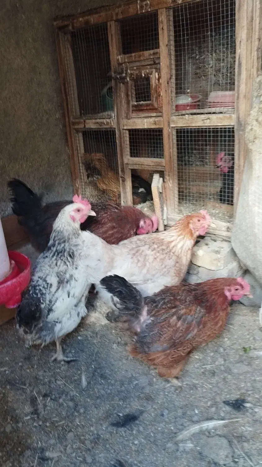 مرغ تخم گذار|حیوانات مزرعه|خوانسار, |دیوار