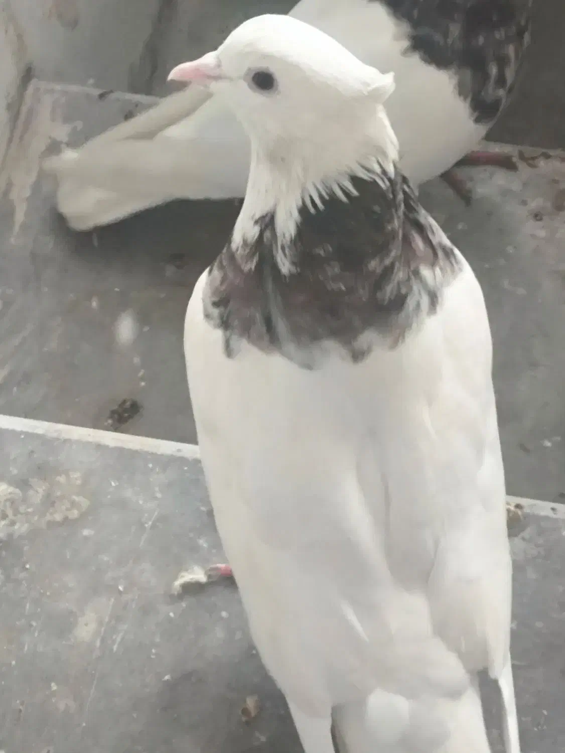 هفت رنگ|پرنده|دهدشت, |دیوار