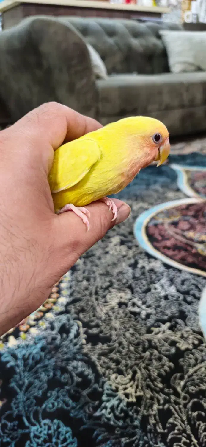 کوتوله برزیلی 2 عدد|پرنده|بابلسر, |دیوار