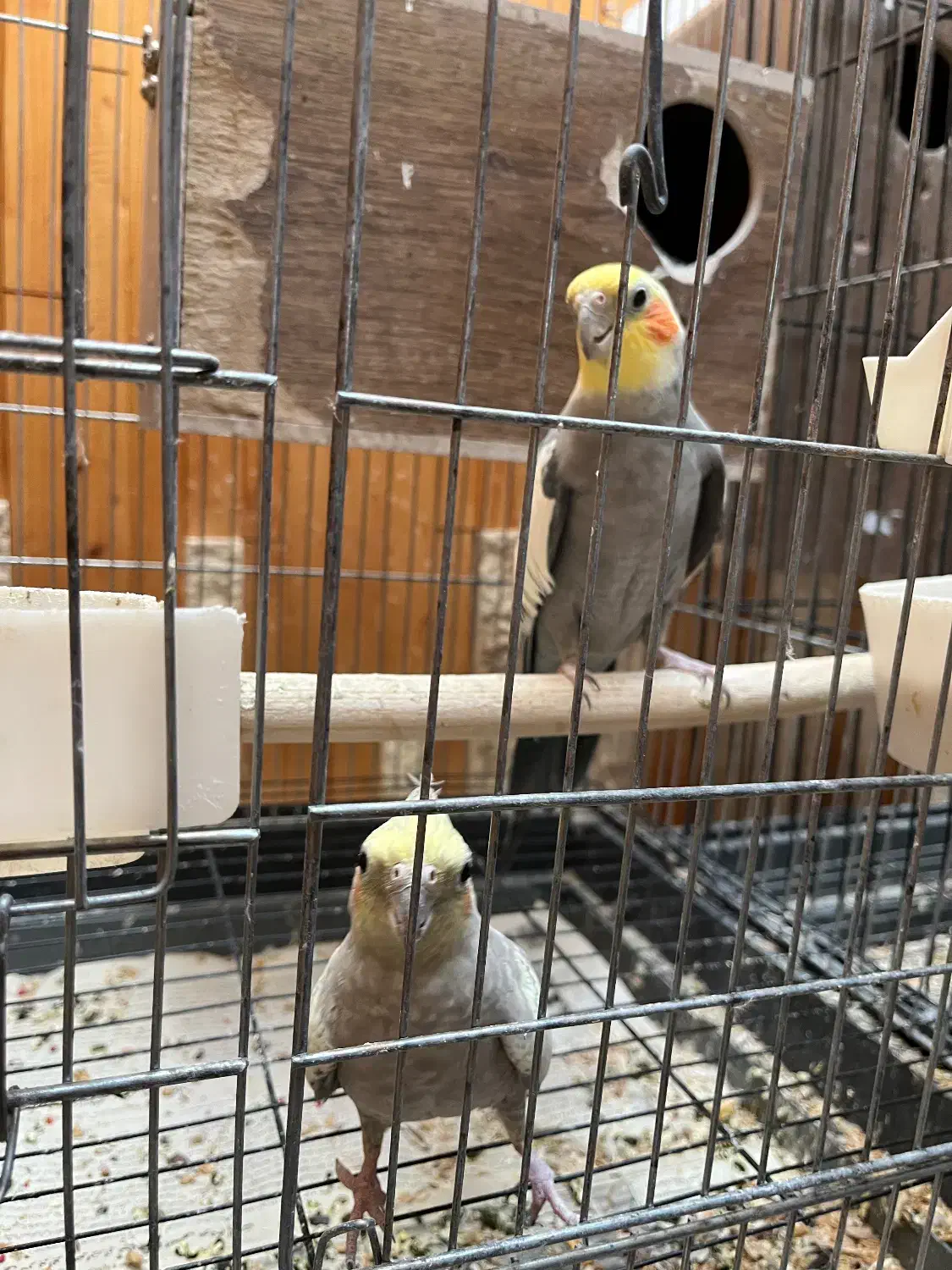 عروس|پرنده|زنجان, |دیوار