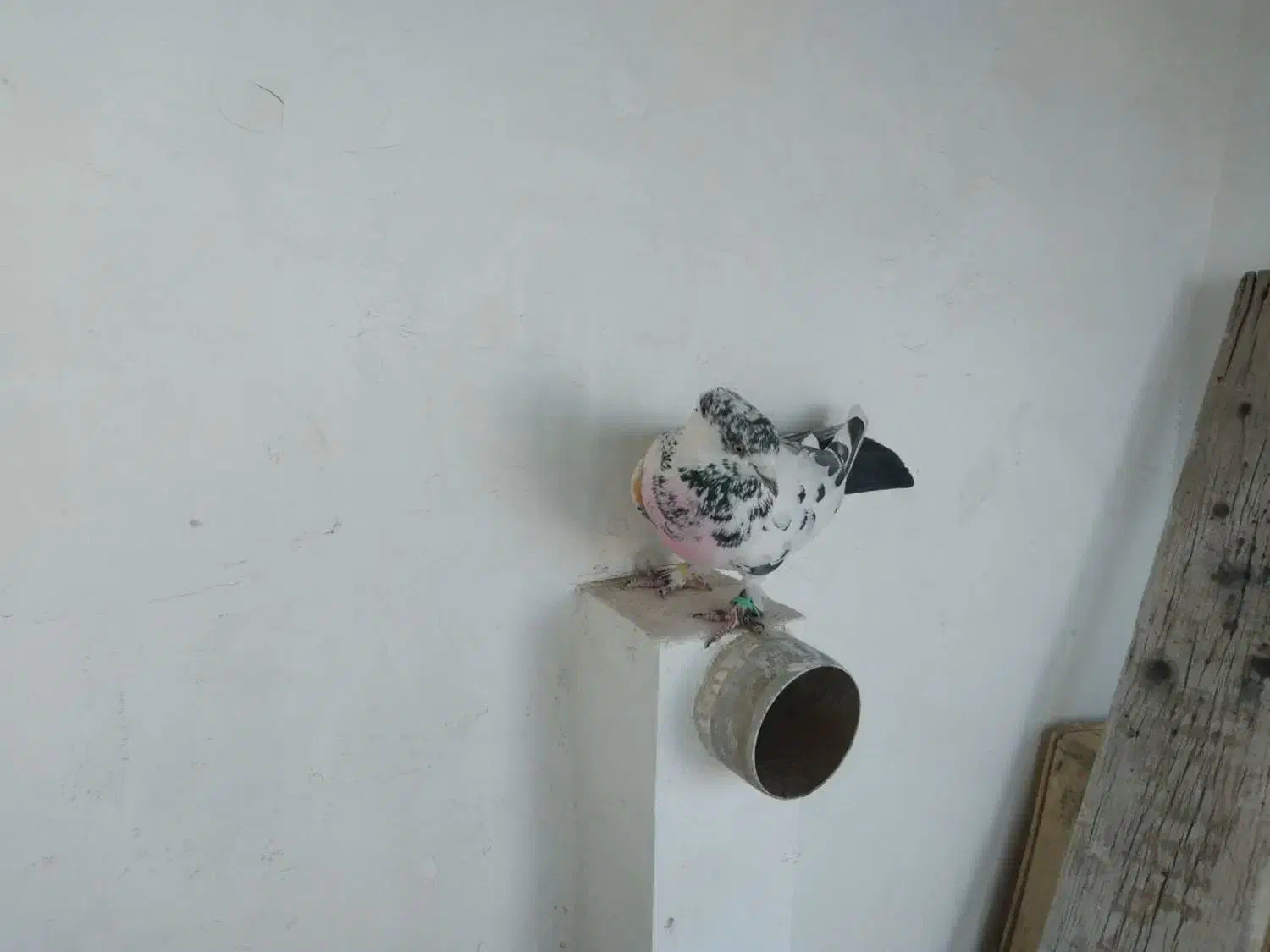 کفتر پرشی|حیوانات|قم, پامنار|دیوار