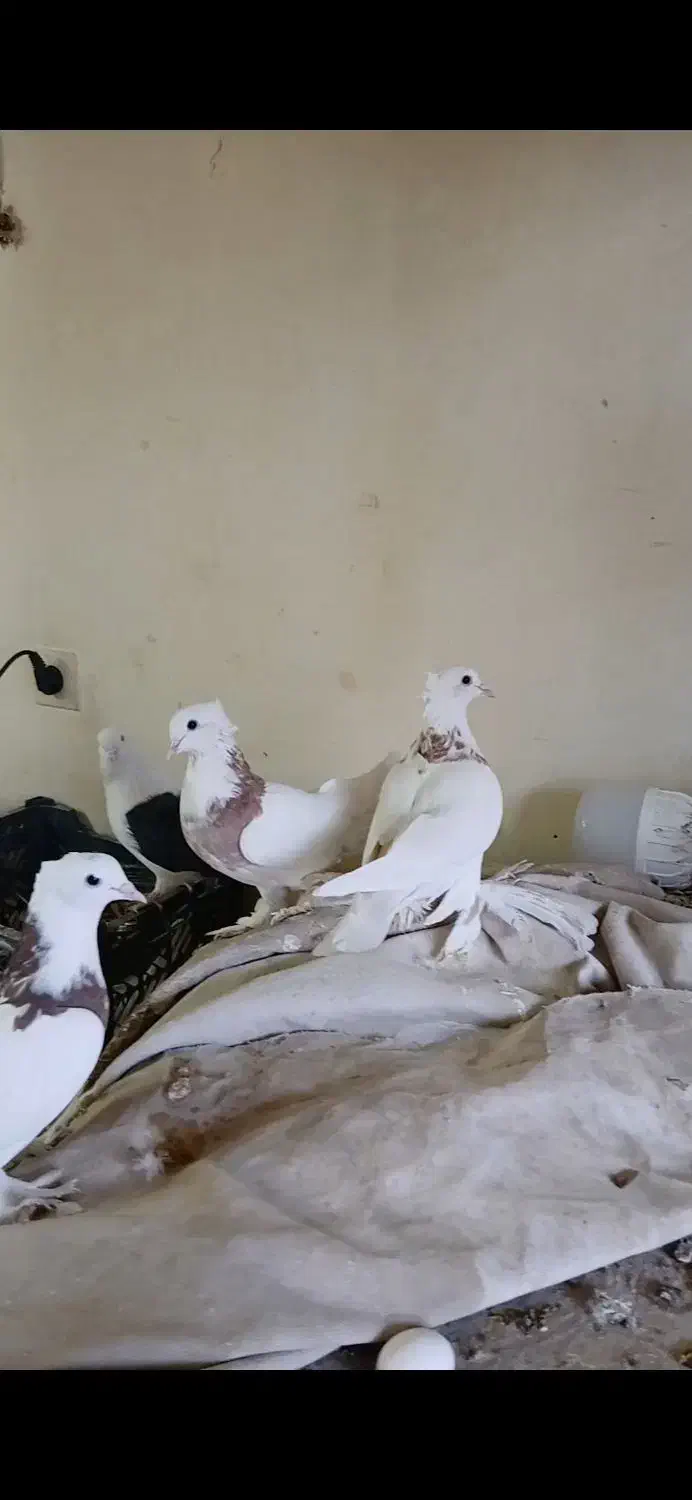 مفلق طوقی|پرنده|اصفهان, کوی امیریه|دیوار