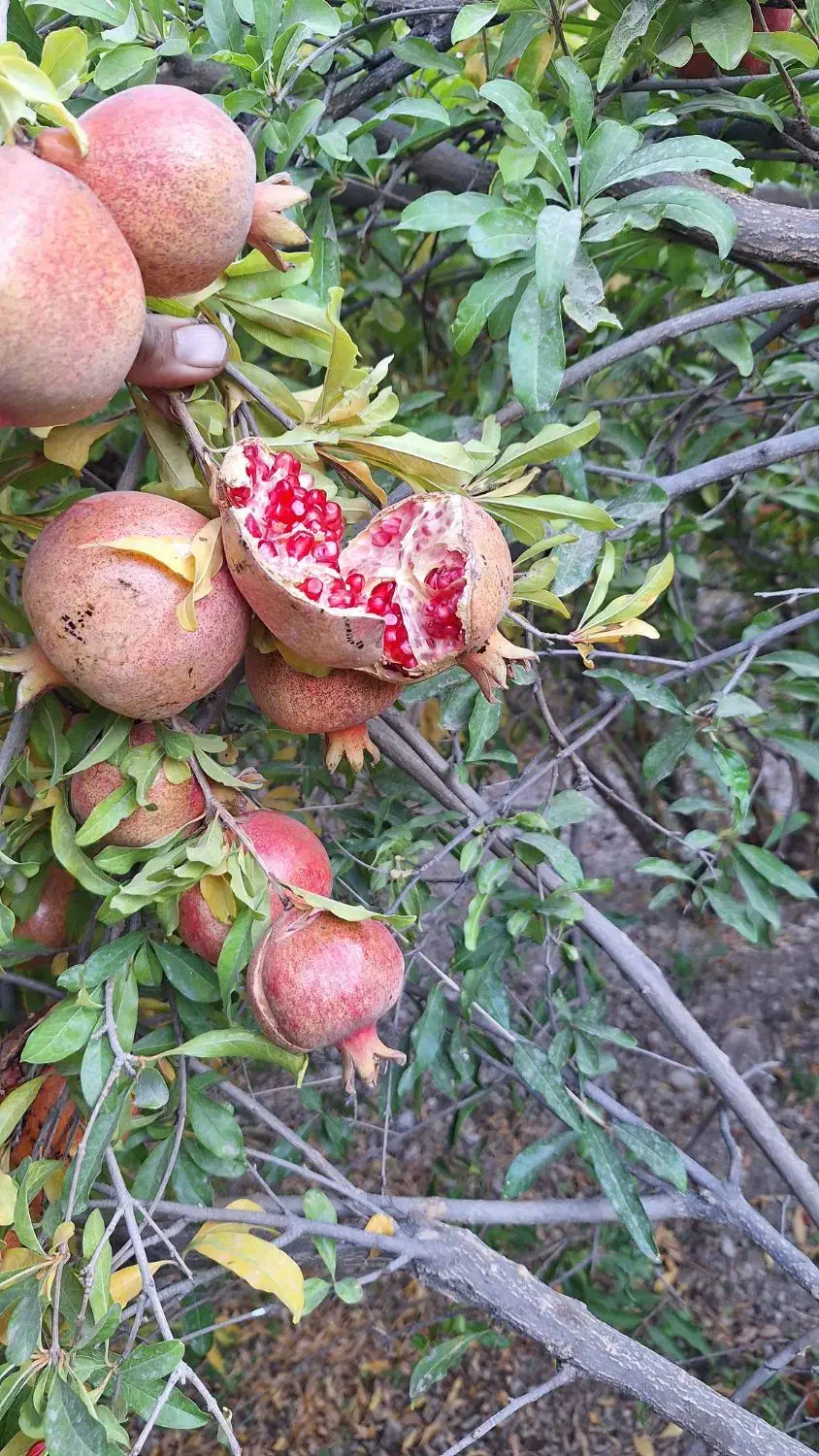 انارخوب وآب داروملس به صورت عمده|خوردنی و آشامیدنی|کلاشی, |دیوار