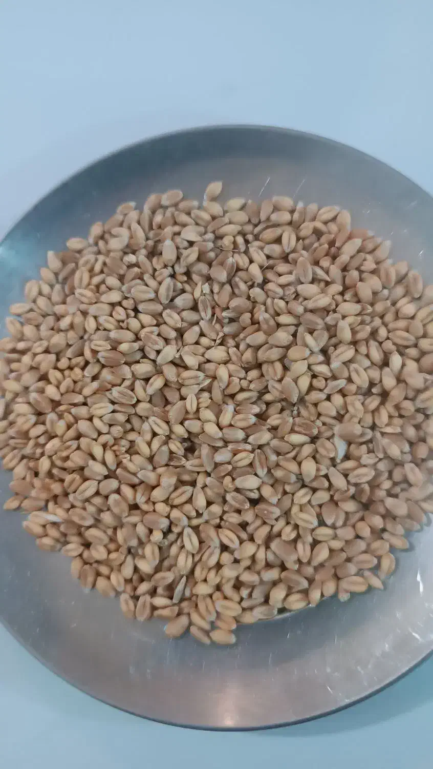 گندم بذری|عمدهفروشی|نهاوند, |دیوار