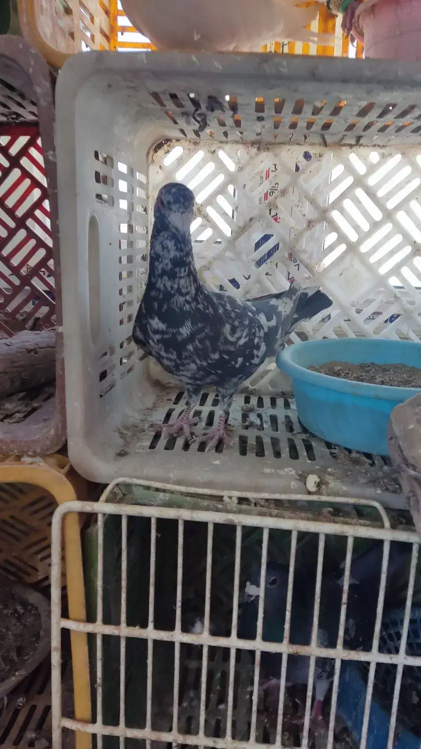 کبوتر|پرنده|اقبالیه, |دیوار