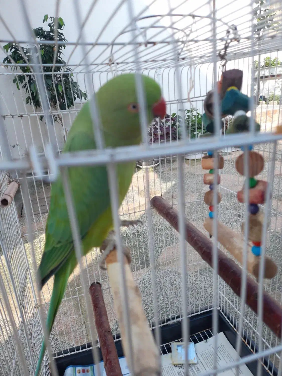 فروش طوطی دست آموز|پرنده|بندر انزلی, عباس آباد|دیوار