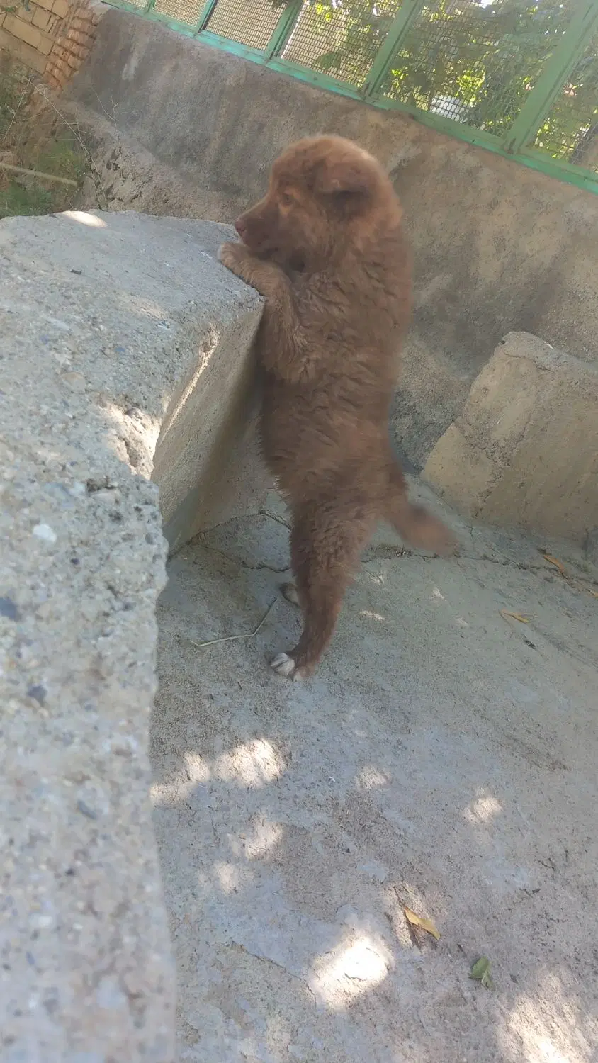 .سگ|سگ|تویسرکان, |دیوار
