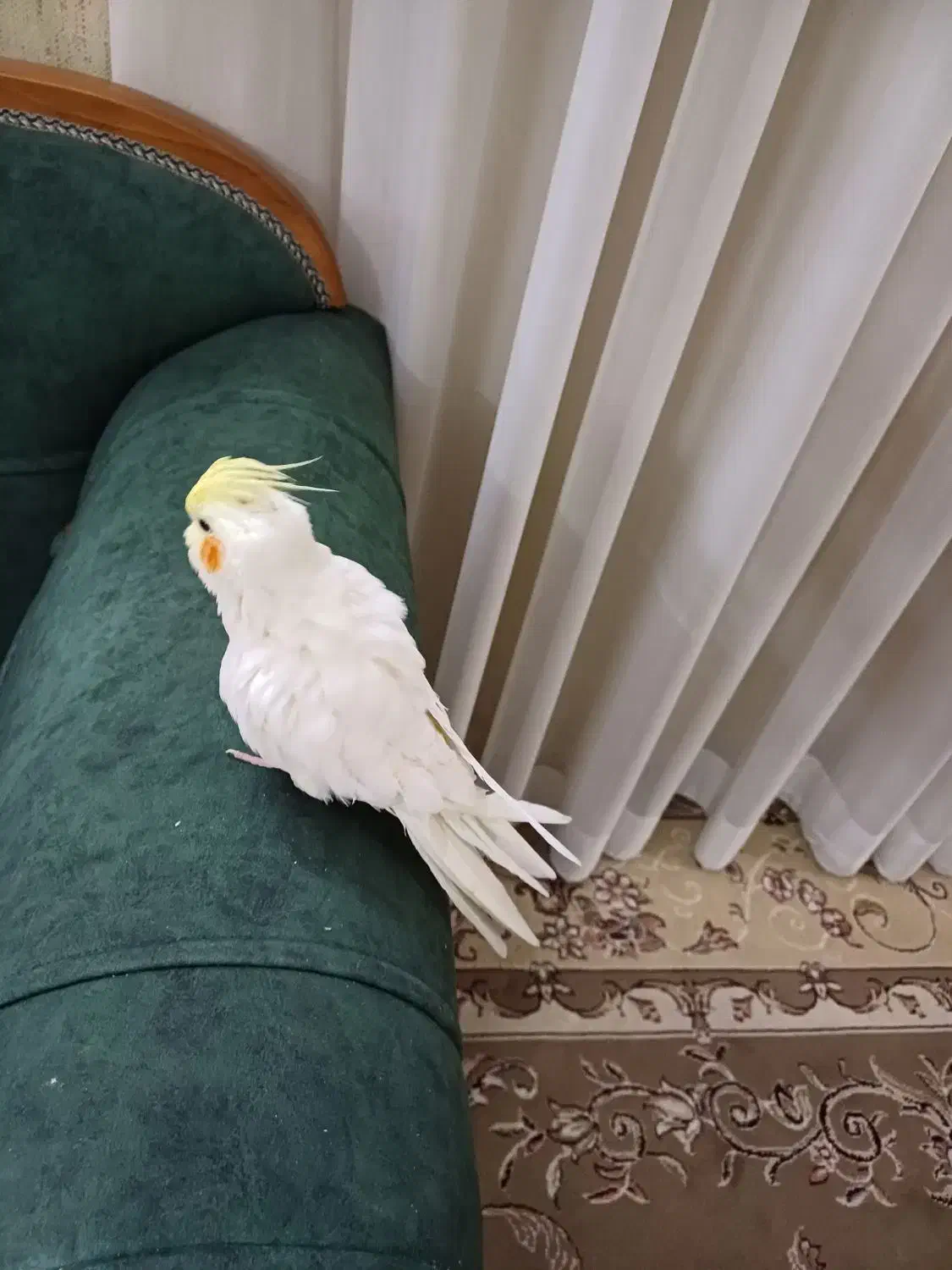 عروس هلندی نر|پرنده|مشهد, عبادی|دیوار