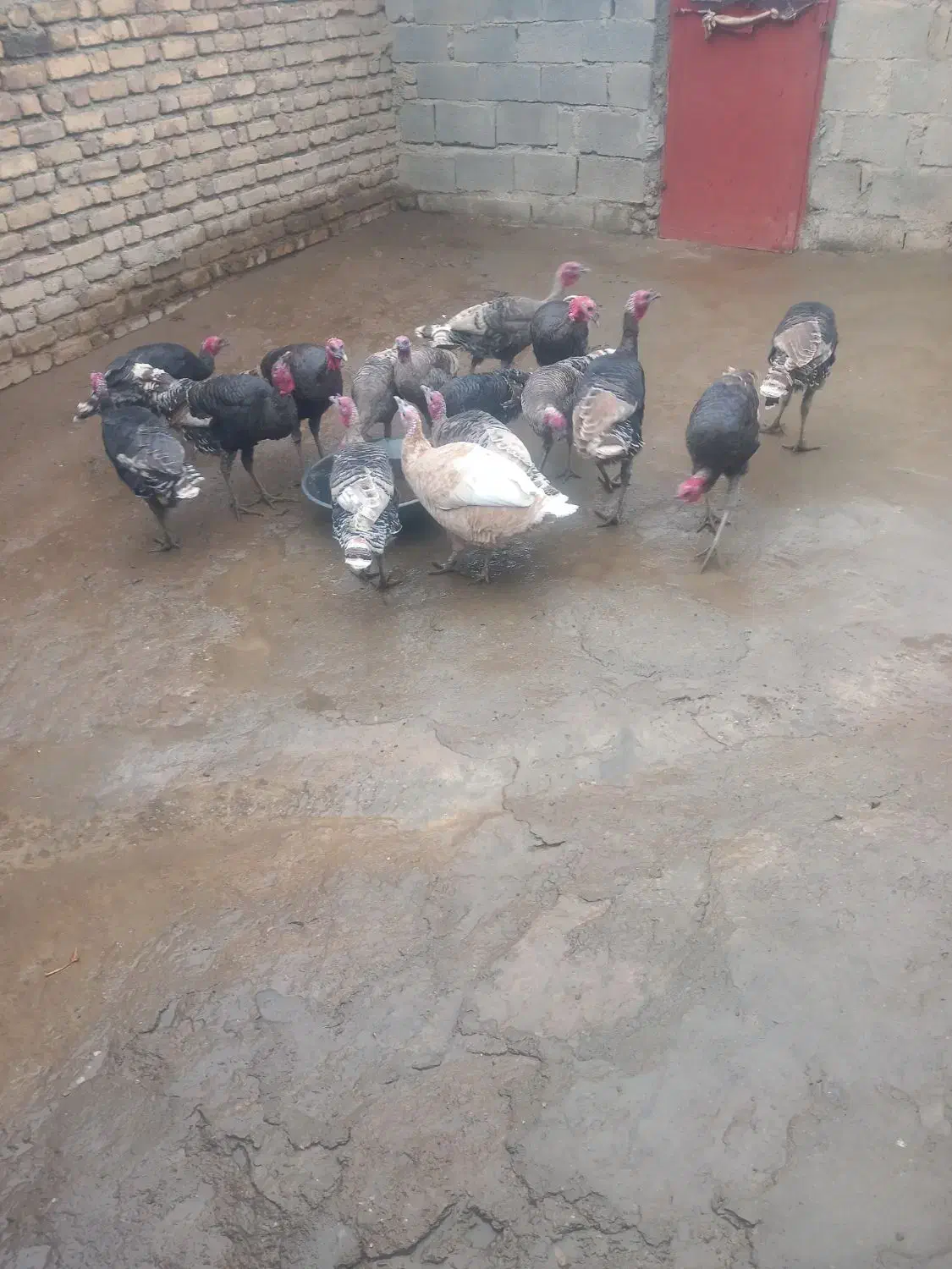 بوقلمون|حیوانات مزرعه|صحنه, |دیوار