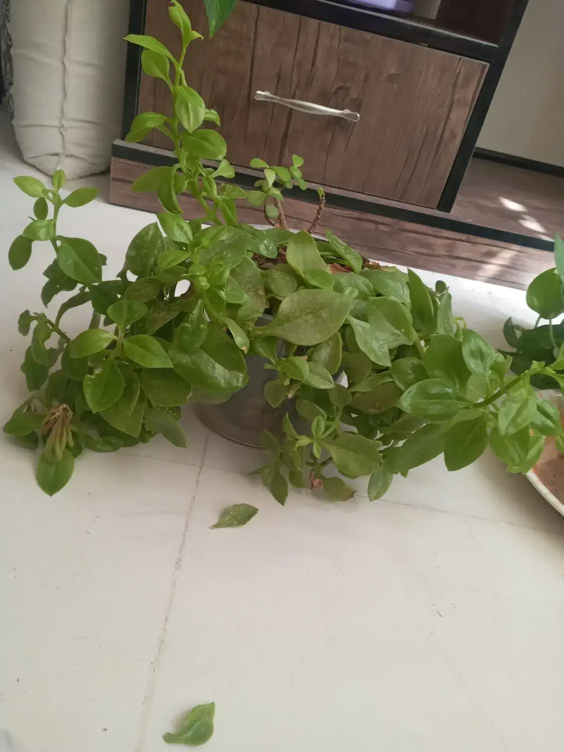 گل گهواره موسی و گل ناز|گل و گیاه طبیعی|قم, انسجام|دیوار