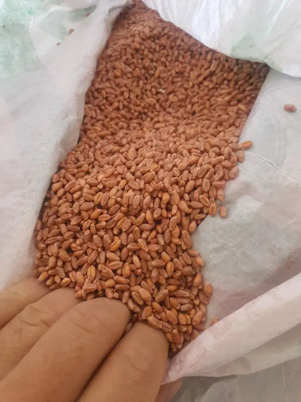 بذر گندم اکلید|خدمات باغبانی و درختکاری|بیستون, |دیوار