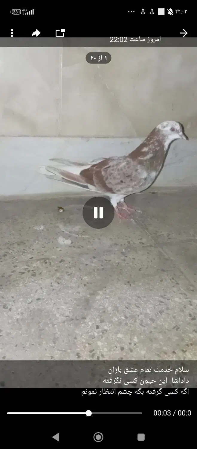 کبوتر رفته|پرنده|خرمدره, |دیوار