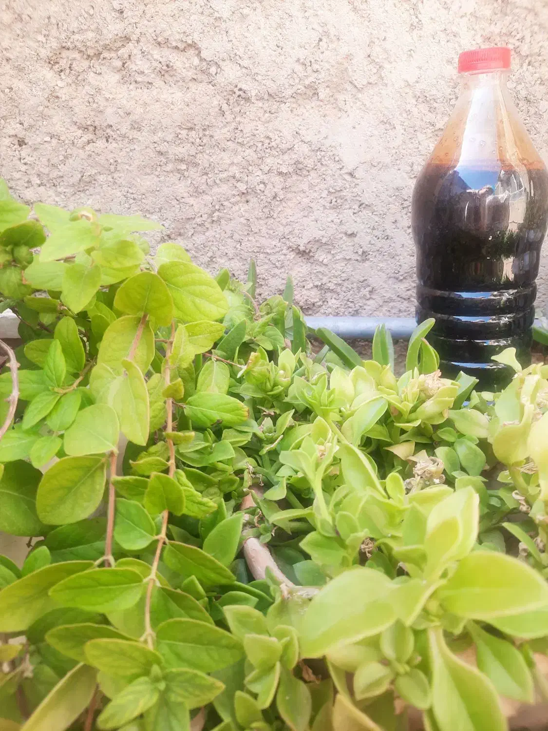 فروش شیره انگور تمیز وخانگی|خوردنی و آشامیدنی|فولادشهر, مسکن مهر فولادشهر|دیوار