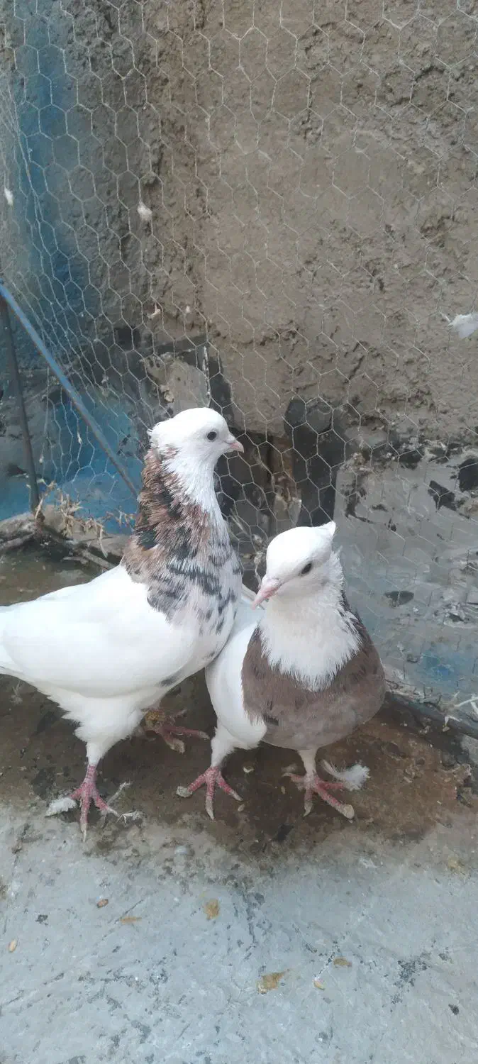 کفتر|پرنده|تهران, شوش (باغ آذری)|دیوار