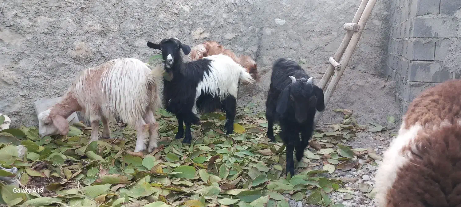 بزغاله|حیوانات مزرعه|شیروان (خراسان), |دیوار