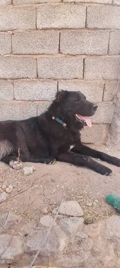 سگ قره سراب|سگ|رفسنجان, |دیوار