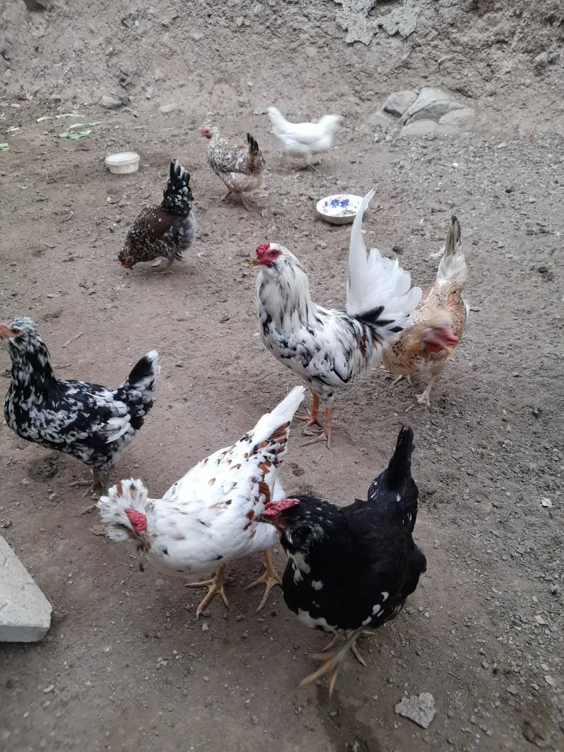 تخم مرغ نطفه دار گلین|حیوانات مزرعه|بومهن, |دیوار