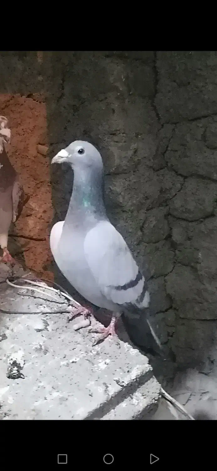 گمشده|حیوانات|چناران, |دیوار