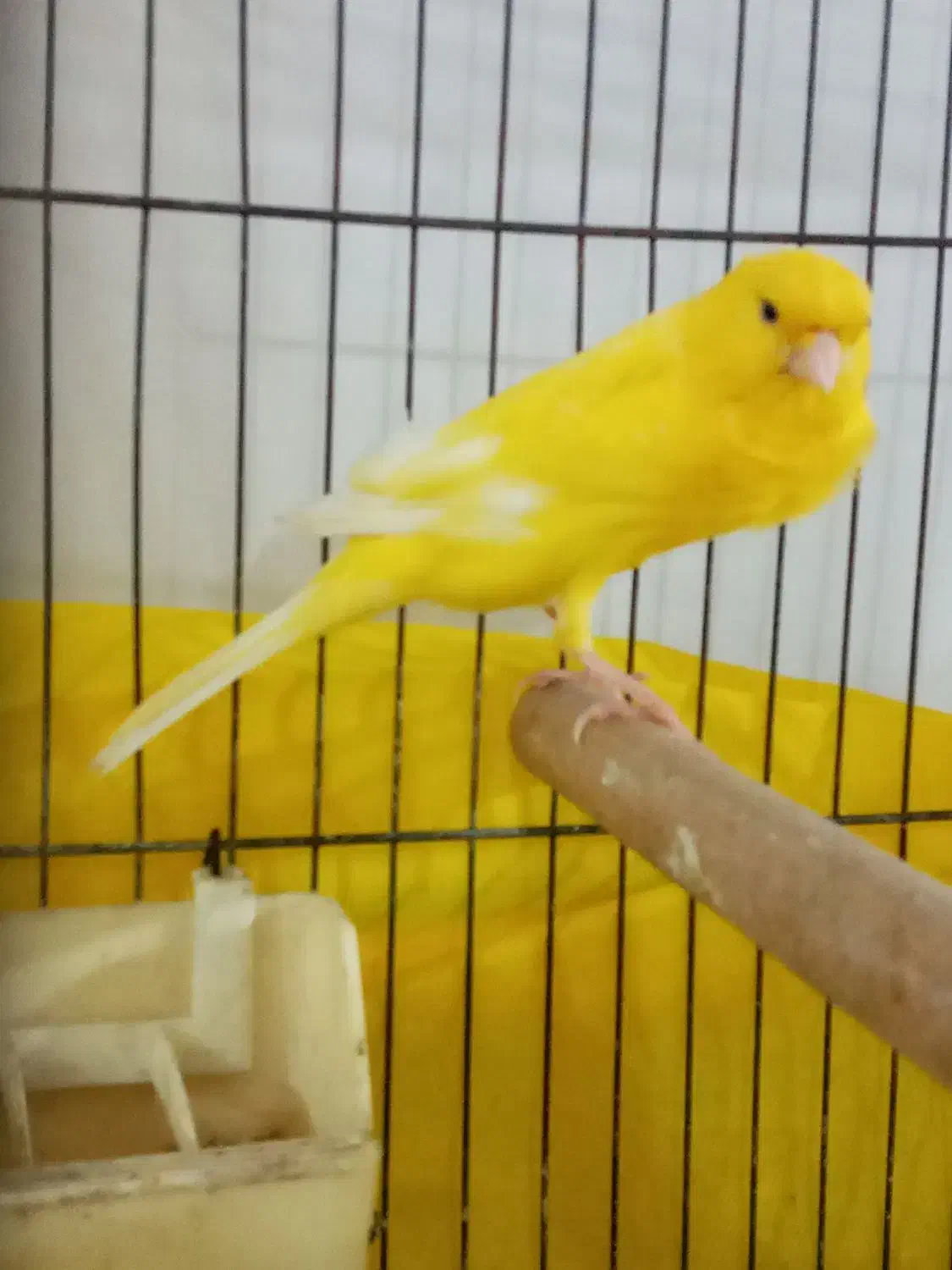 قناری سوپر کشیده بلند نر بخوان|پرنده|رشت, جهاد|دیوار