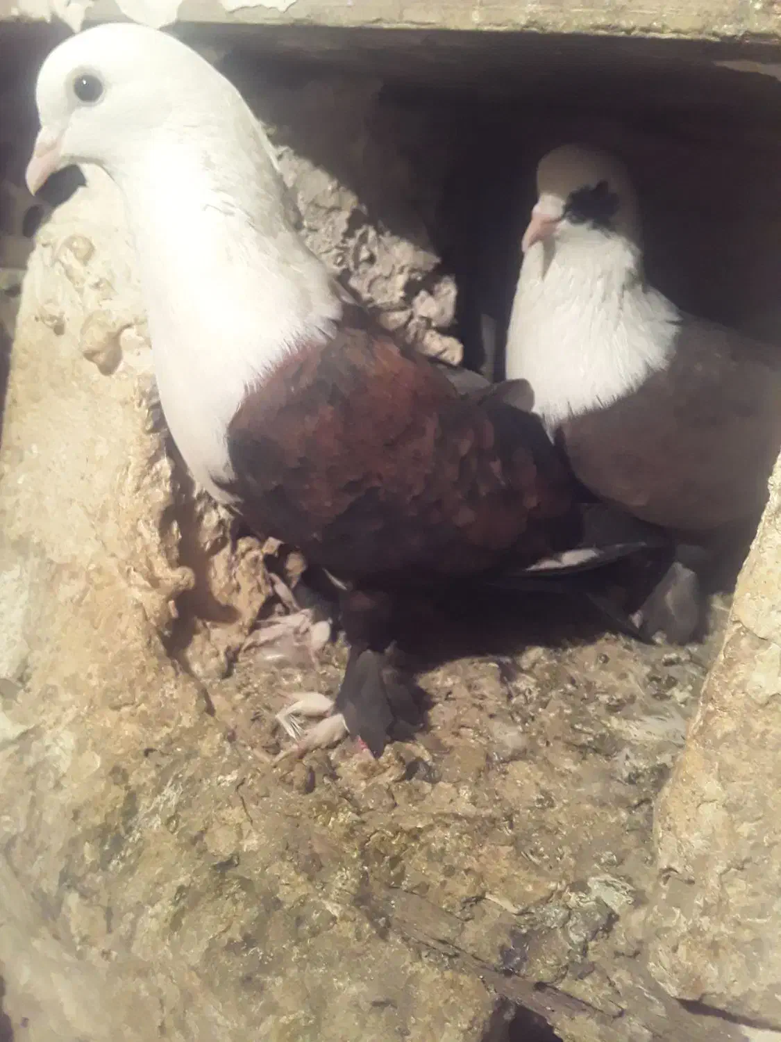 یه جفت کربلایی|پرنده|صادق آباد, |دیوار