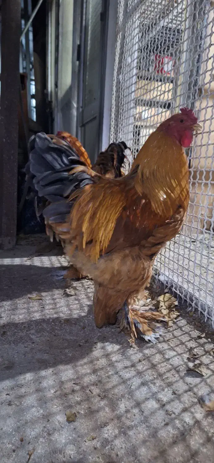 خروس برهما|حیوانات مزرعه|اقبالیه, |دیوار