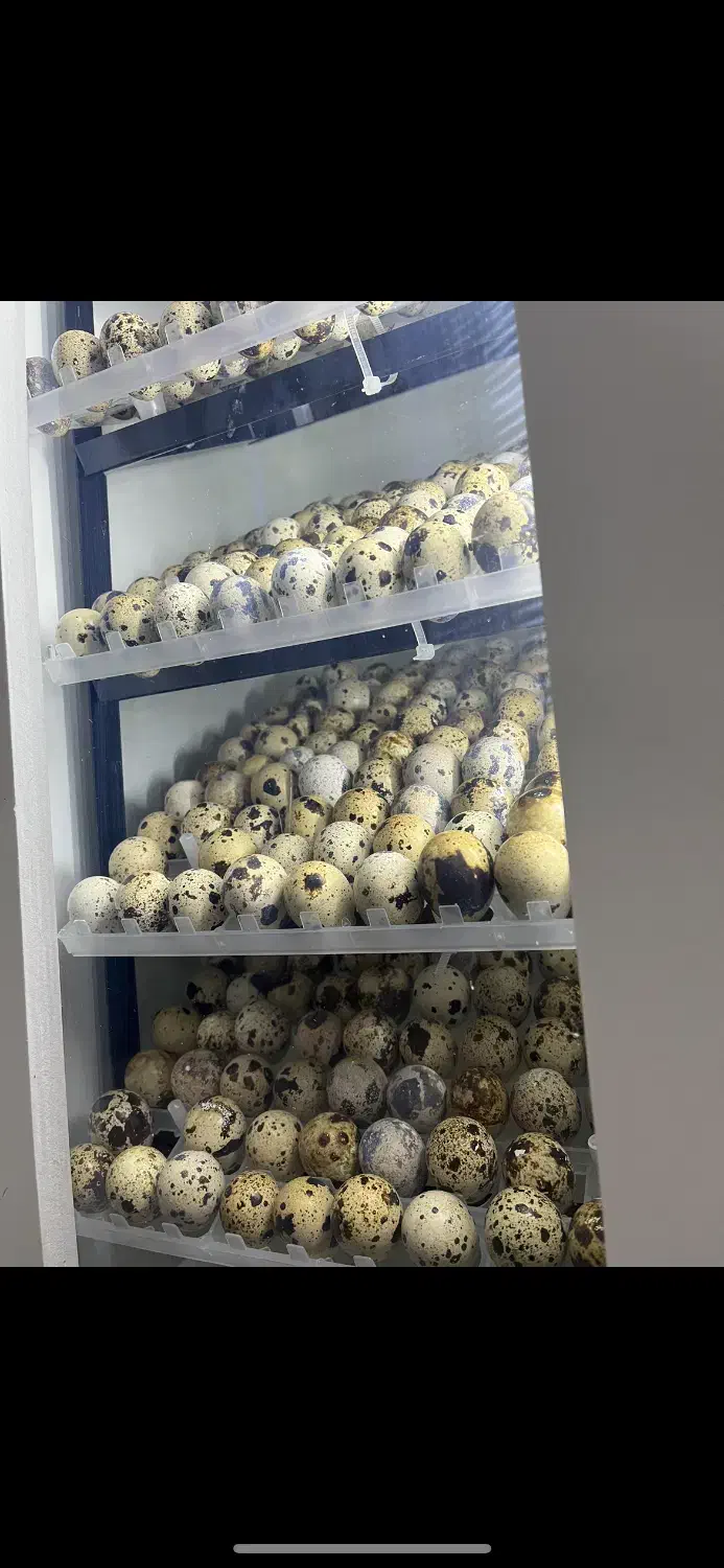 دستگاه جوجه کشی ۲۱۰ تایی هدایت|لوازم جانبی حیوانات|اصفهان, گورتان|دیوار