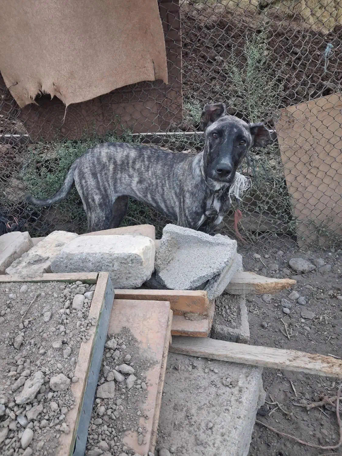 ماده سگ های خراسانی و سرابی اصیل|سگ|ورامین, ورامین|دیوار