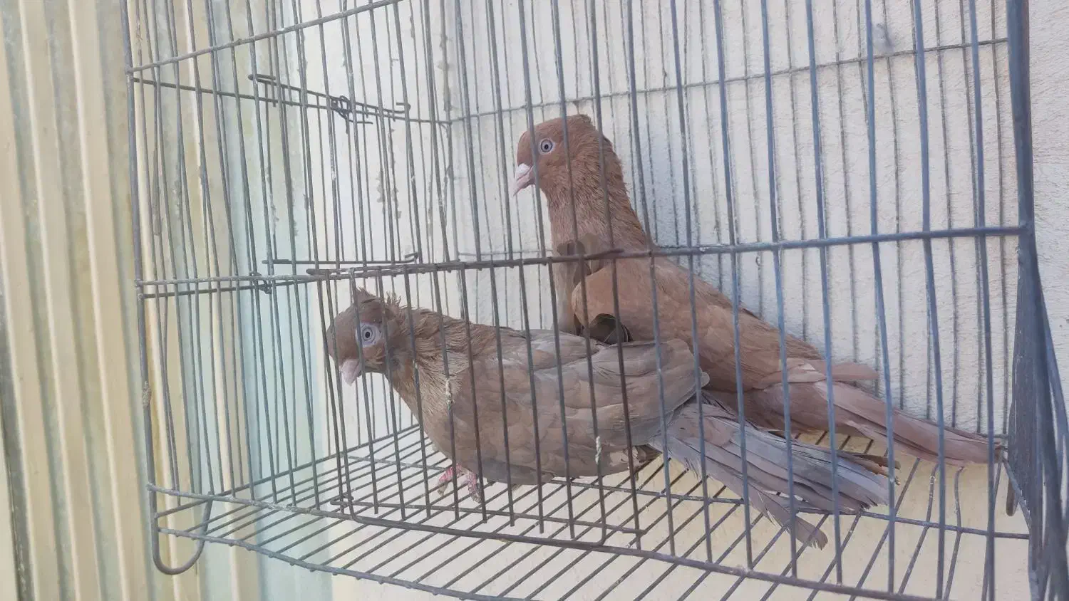 کبوتر چشم نوک سفید|پرنده|بندرعباس, |دیوار