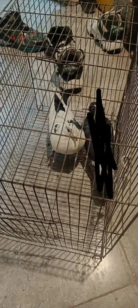 نر دم سیا|پرنده|کرمان, |دیوار