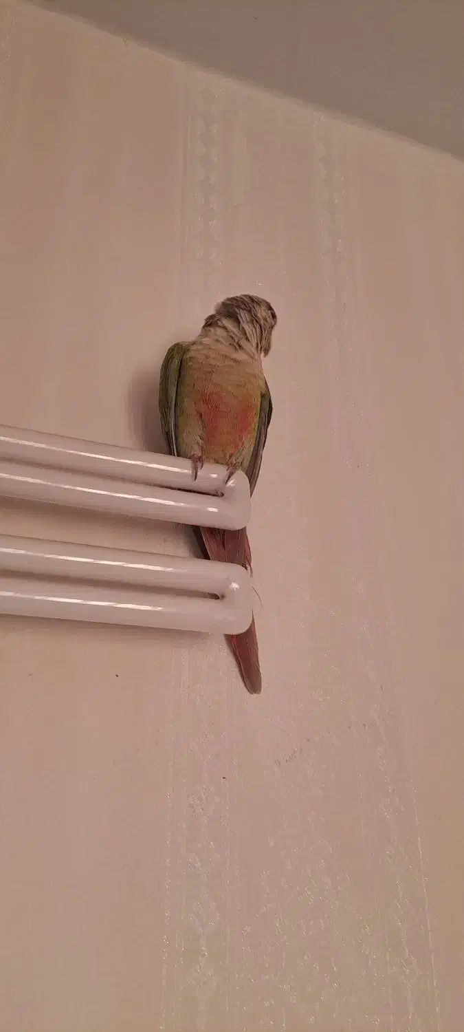 گرینچیک چهار ماهه|پرنده|اندیشه, اندیشه فاز ۵|دیوار