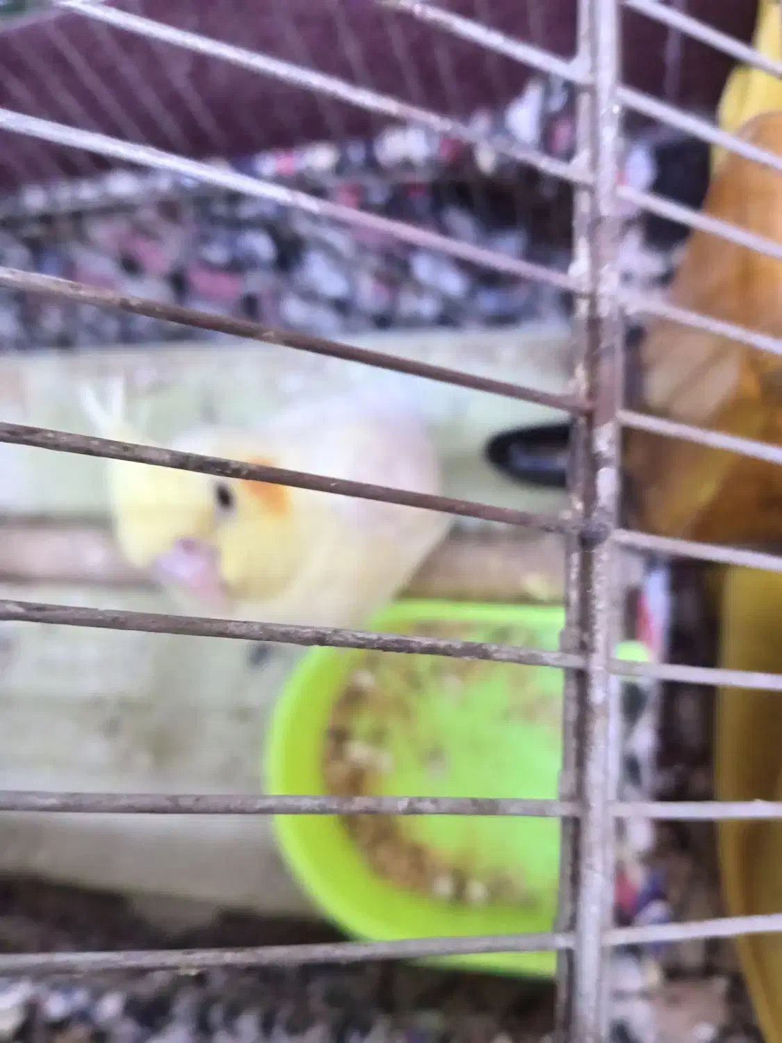 عروس هلندی لیتونیو سالم و سرحال|پرنده|بندر ماهشهر, |دیوار