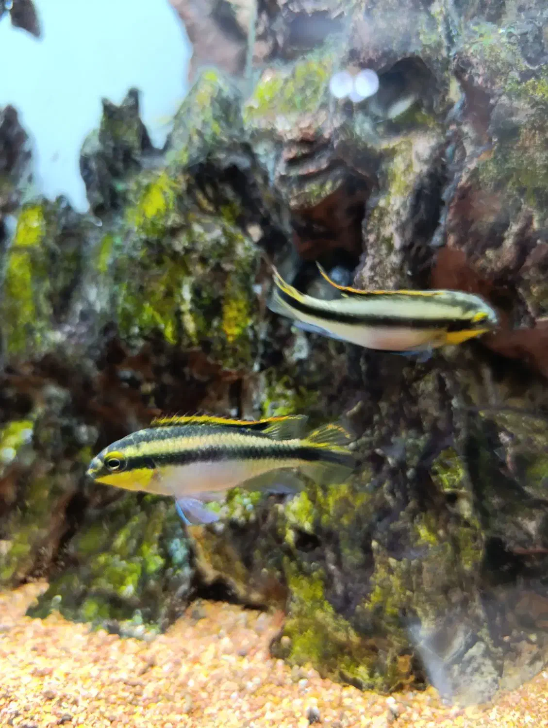 ماهی کریبنسیس|ماهی|تهران, جنتآباد جنوبی|دیوار