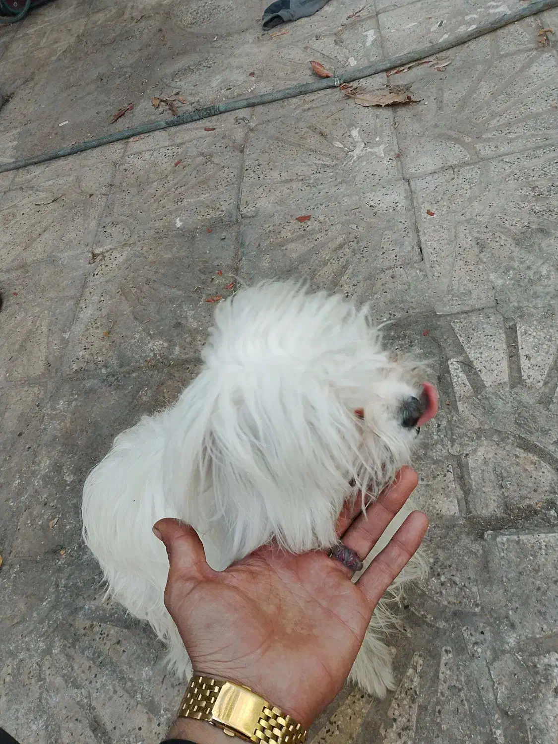 سک خانگی ب اسم لوسی|سگ|شیراز, ده پیاله|دیوار