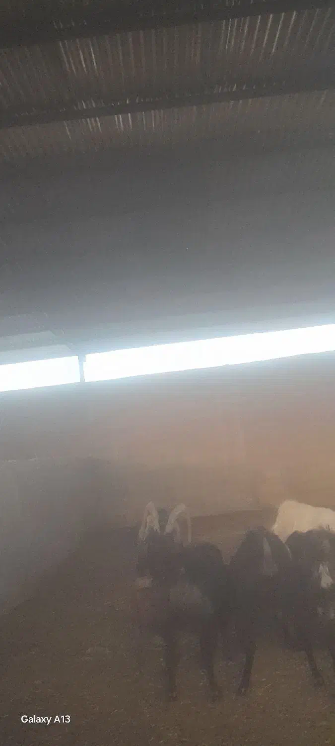 سلام ۸رس بز موجود|حیوانات مزرعه|رومشکان, |دیوار