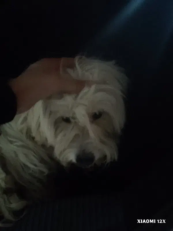 سگ شیتزو|سگ|زاهدان, |دیوار