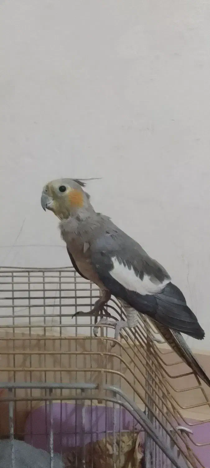 دوعدد عروس هلندی|پرنده|پاکدشت, پاکدشت (مامازند)|دیوار