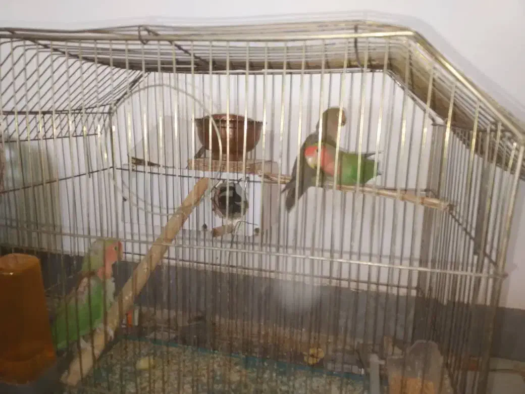 ۳ تا طوطی برزیلی مولد|پرنده|قیدار, |دیوار