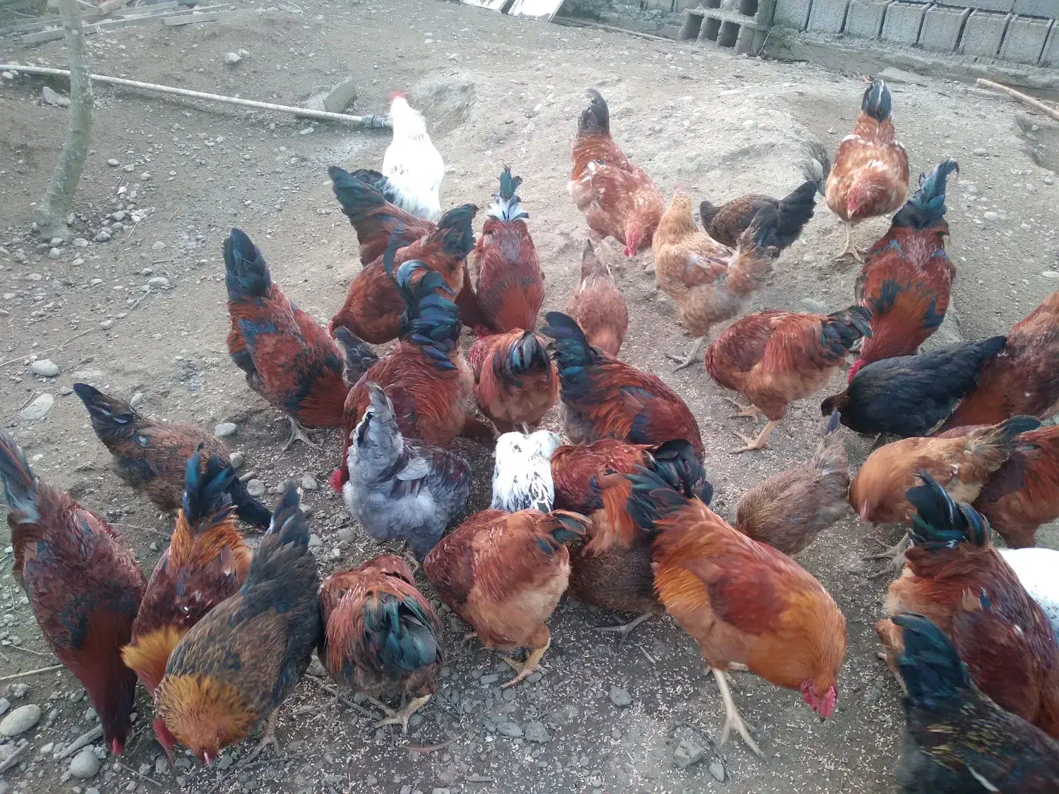 خروس محلی ۱ ساله|حیوانات مزرعه|چابکسر, |دیوار